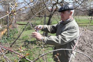 Агроном Тихонова дала советы по обрезке плодовых деревьев и кустарников
