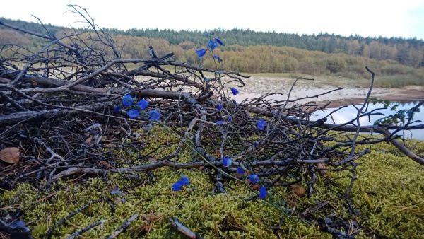 Растения приняли осень за весну и зацвели в Керженском заповеднике