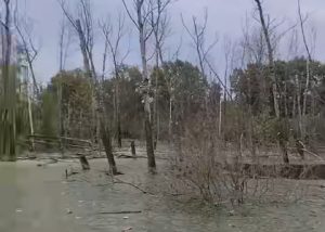 Лес в Нижнем Новгороде превращается в болото