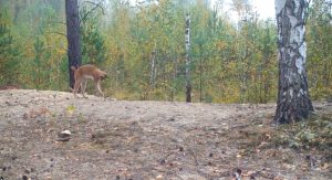 Играющую с шишками рысь сняли на видео в Керженском заповеднике