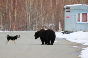Грозит ли нижегородцам нашествие медведей