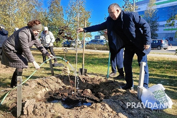 Восемь деревьев посадили на Аллее золотых юбиляров в Нижнем Новгороде