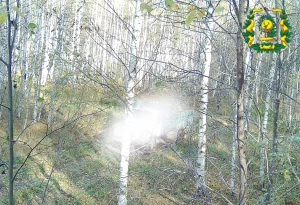 Незаконный вывоз валежника зафиксировали в Шарангском лесничестве