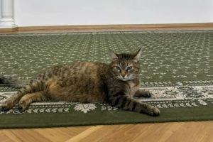 В нижегородском Закобрании появился «сотрудник», который все время спит