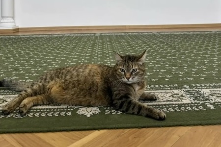 В нижегородском Закобрании появился «сотрудник», который все время&nbsp;спит