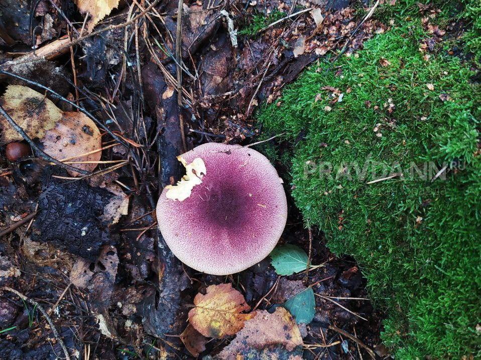 Житель Нижегородской области умер, наевшись ядовитых грибов