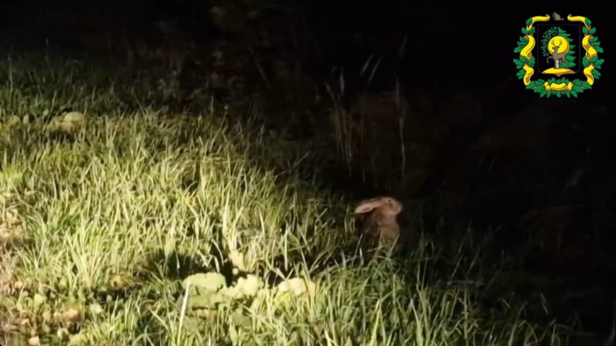 Охотинспектор снял зайца на видео во время вечернего патрулирования в Лысковском округе