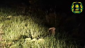 Охотинспектор снял зайца на видео во время вечернего патрулирования в Лысковском округе