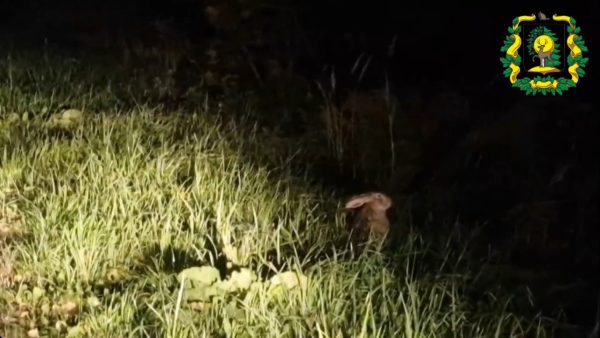 Охотинспектор снял зайца на видео во время вечернего патрулирования в Лысковском округе
